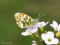 Oranjetipje, Anthocharis cardamines